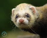 Ferret 9W027D-138
